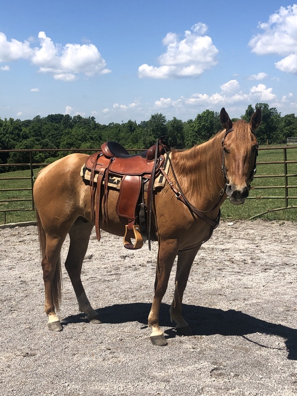 Beautiful Red Dun Experienced Trail Horse For Sale in Garrard, Kentucky