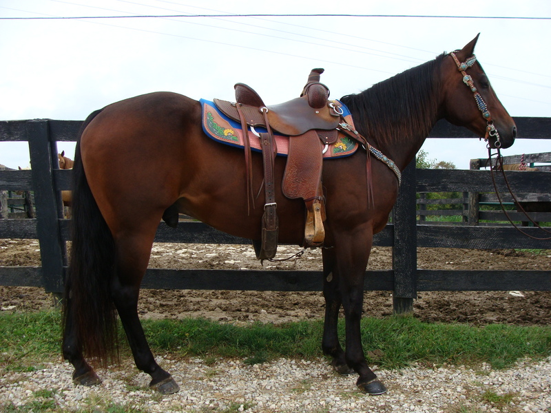 PROFESSIONALLY TRAINED BAY QUARTER HORSE GELDING, TEAM ROPE, RANCH