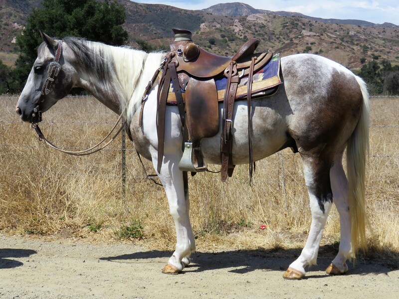 7 YEAR OLD GRULLA PAINT GELDING **SOLD** For Sale in Ventura