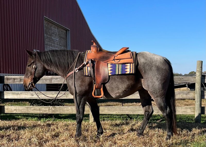 8 YEAR OLD 15 HAND BLUE ROAN GELDING