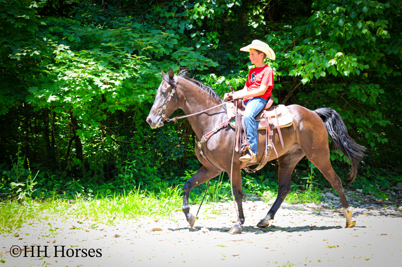 YOUTH RIDDEN NATURALLY GAITED BLACK KENTUCKY MOUNTAIN GELDING, SMOOTH AND EASY TO RIDE