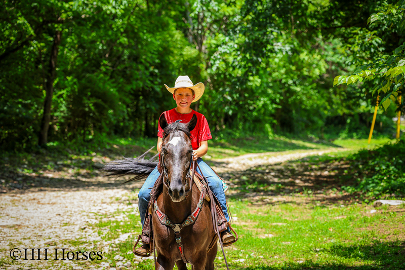 YOUTH RIDDEN NATURALLY GAITED BLACK KENTUCKY MOUNTAIN GELDING, SMOOTH AND EASY TO RIDE