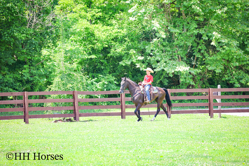 YOUTH RIDDEN NATURALLY GAITED BLACK KENTUCKY MOUNTAIN GELDING, SMOOTH AND EASY TO RIDE