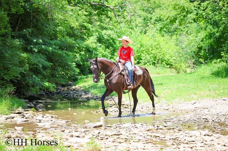 YOUTH RIDDEN NATURALLY GAITED BLACK KENTUCKY MOUNTAIN GELDING, SMOOTH AND EASY TO RIDE
