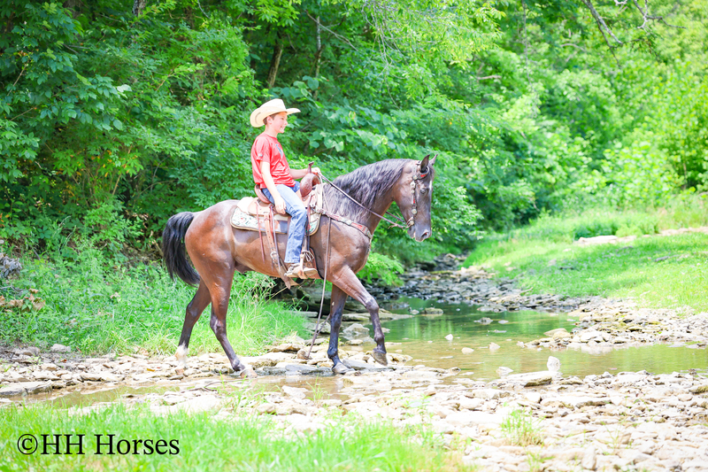 YOUTH RIDDEN NATURALLY GAITED BLACK KENTUCKY MOUNTAIN GELDING, SMOOTH AND EASY TO RIDE