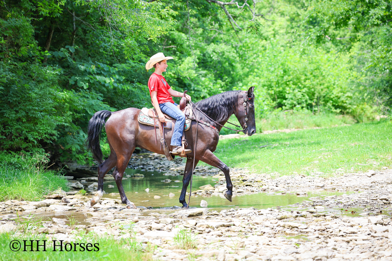 YOUTH RIDDEN NATURALLY GAITED BLACK KENTUCKY MOUNTAIN GELDING, SMOOTH AND EASY TO RIDE