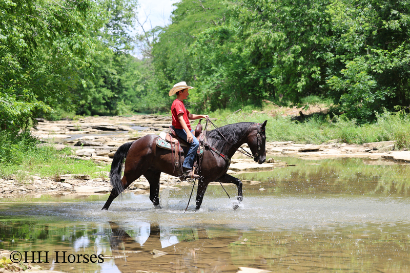 YOUTH RIDDEN NATURALLY GAITED BLACK KENTUCKY MOUNTAIN GELDING, SMOOTH AND EASY TO RIDE
