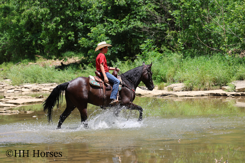 YOUTH RIDDEN NATURALLY GAITED BLACK KENTUCKY MOUNTAIN GELDING, SMOOTH AND EASY TO RIDE