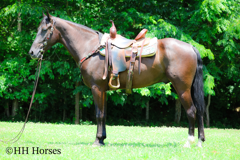 YOUTH RIDDEN NATURALLY GAITED BLACK KENTUCKY MOUNTAIN GELDING, SMOOTH AND EASY TO RIDE