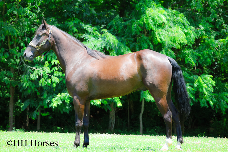 YOUTH RIDDEN NATURALLY GAITED BLACK KENTUCKY MOUNTAIN GELDING, SMOOTH AND EASY TO RIDE
