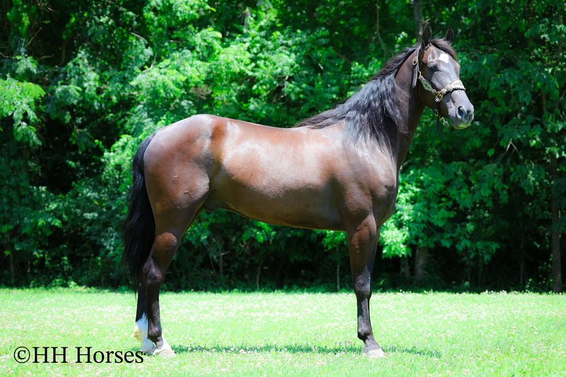 YOUTH RIDDEN NATURALLY GAITED BLACK KENTUCKY MOUNTAIN GELDING, SMOOTH AND EASY TO RIDE