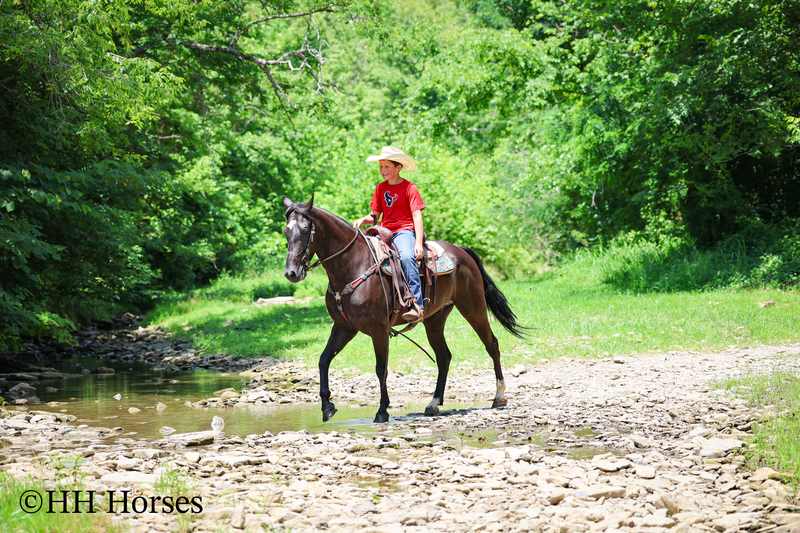 YOUTH RIDDEN NATURALLY GAITED BLACK KENTUCKY MOUNTAIN GELDING, SMOOTH AND EASY TO RIDE