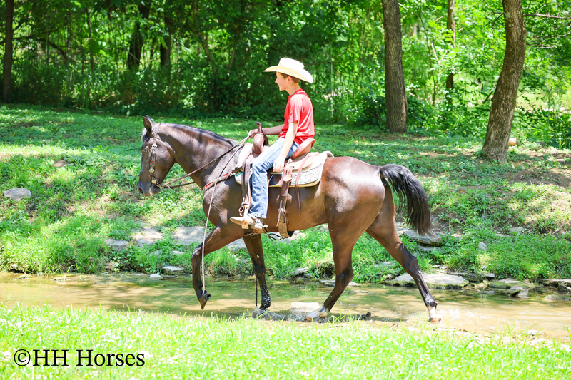 YOUTH RIDDEN NATURALLY GAITED BLACK KENTUCKY MOUNTAIN GELDING, SMOOTH AND EASY TO RIDE