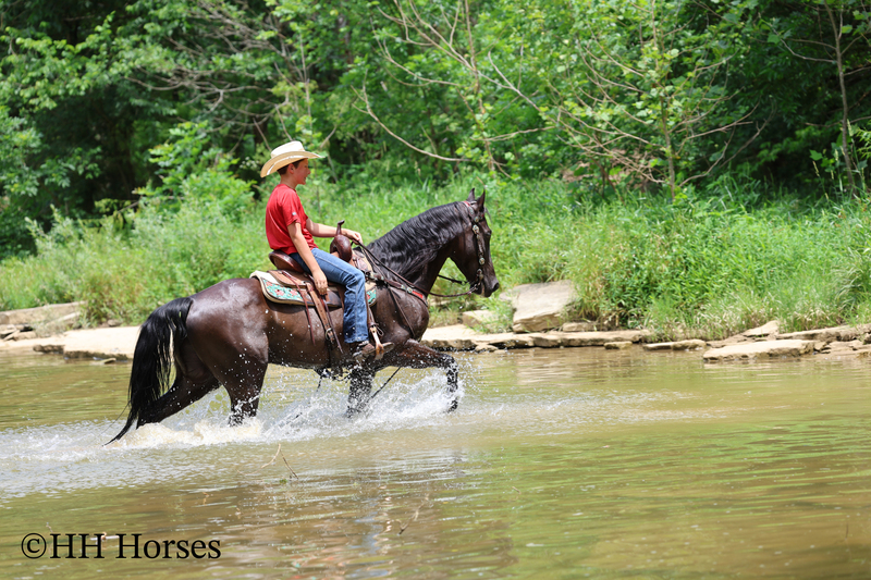 YOUTH RIDDEN NATURALLY GAITED BLACK KENTUCKY MOUNTAIN GELDING, SMOOTH AND EASY TO RIDE