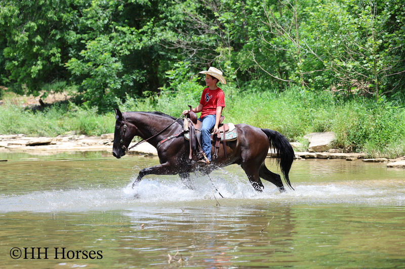 YOUTH RIDDEN NATURALLY GAITED BLACK KENTUCKY MOUNTAIN GELDING, SMOOTH AND EASY TO RIDE