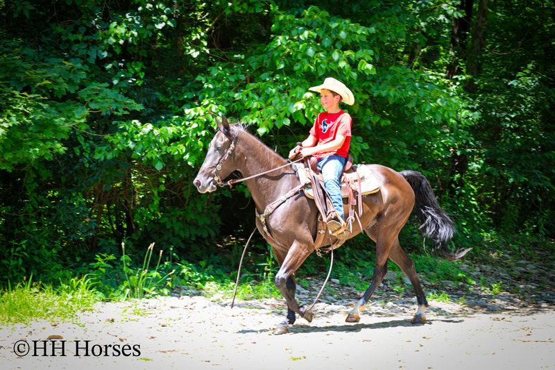 YOUTH RIDDEN NATURALLY GAITED BLACK KENTUCKY MOUNTAIN GELDING, SMOOTH AND EASY TO RIDE