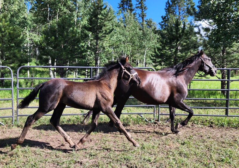 Weanling Black Colt