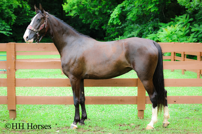 FLASHY, NATURALLY GAITED, GENTLE BLACK KENTUCKY MOUNTAIN MARE, SMOOTH, GENTLE, TRAFFIC SAFE