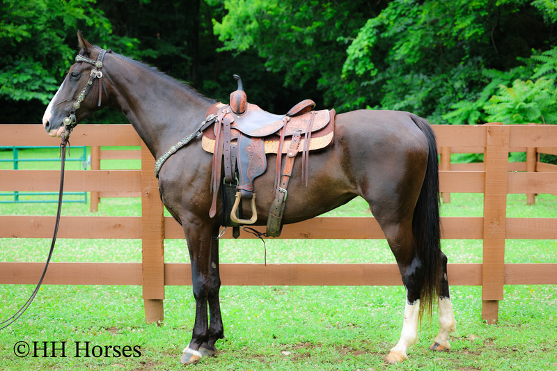 Horses for Sale |