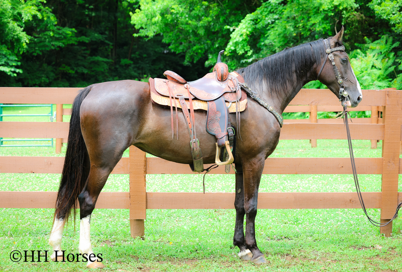 FLASHY, NATURALLY GAITED, GENTLE BLACK KENTUCKY MOUNTAIN MARE, SMOOTH, GENTLE, TRAFFIC SAFE