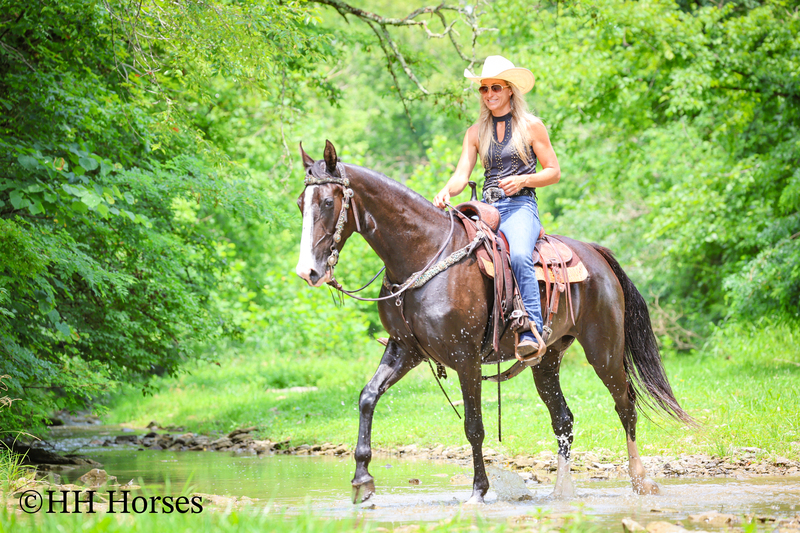 FLASHY, NATURALLY GAITED, GENTLE BLACK KENTUCKY MOUNTAIN MARE, SMOOTH, GENTLE, TRAFFIC SAFE