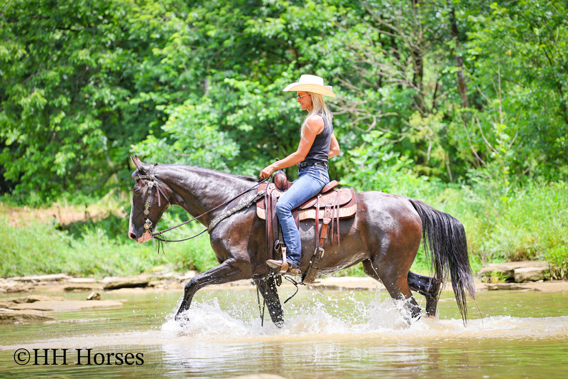 FLASHY, NATURALLY GAITED, GENTLE BLACK KENTUCKY MOUNTAIN MARE, SMOOTH, GENTLE, TRAFFIC SAFE