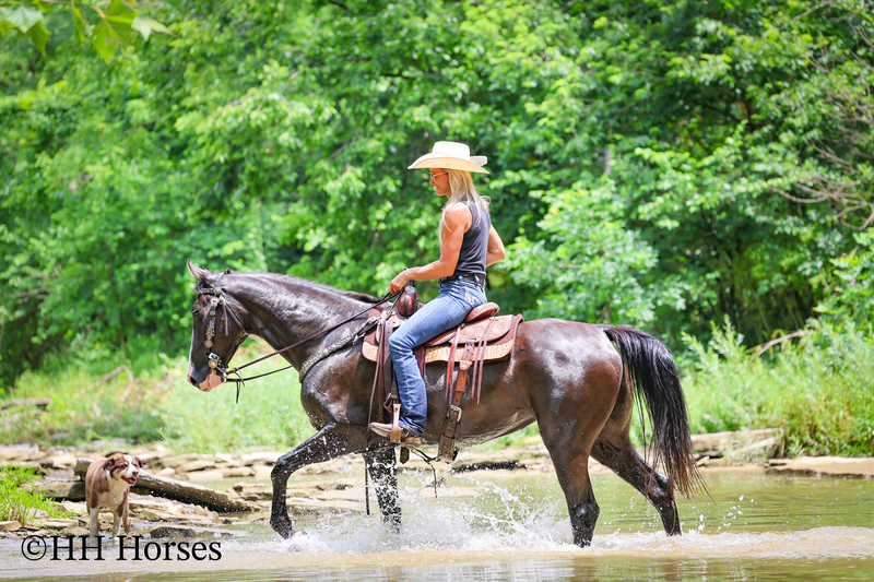 FLASHY, NATURALLY GAITED, GENTLE BLACK KENTUCKY MOUNTAIN MARE, SMOOTH, GENTLE, TRAFFIC SAFE