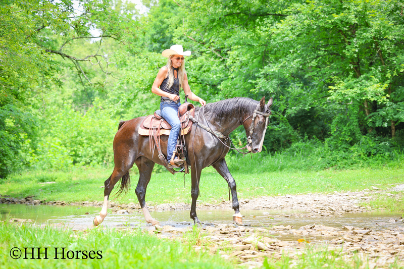 FLASHY, NATURALLY GAITED, GENTLE BLACK KENTUCKY MOUNTAIN MARE, SMOOTH, GENTLE, TRAFFIC SAFE