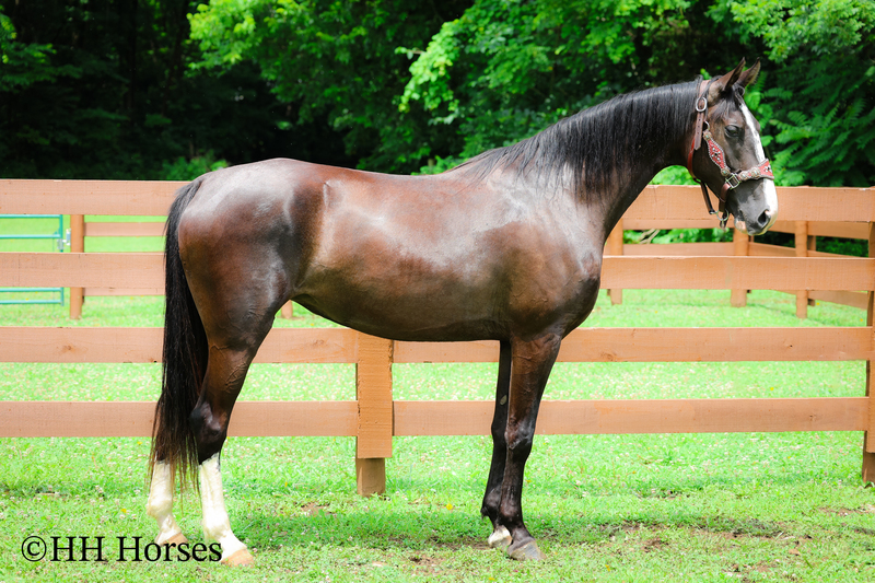 FLASHY, NATURALLY GAITED, GENTLE BLACK KENTUCKY MOUNTAIN MARE, SMOOTH, GENTLE, TRAFFIC SAFE