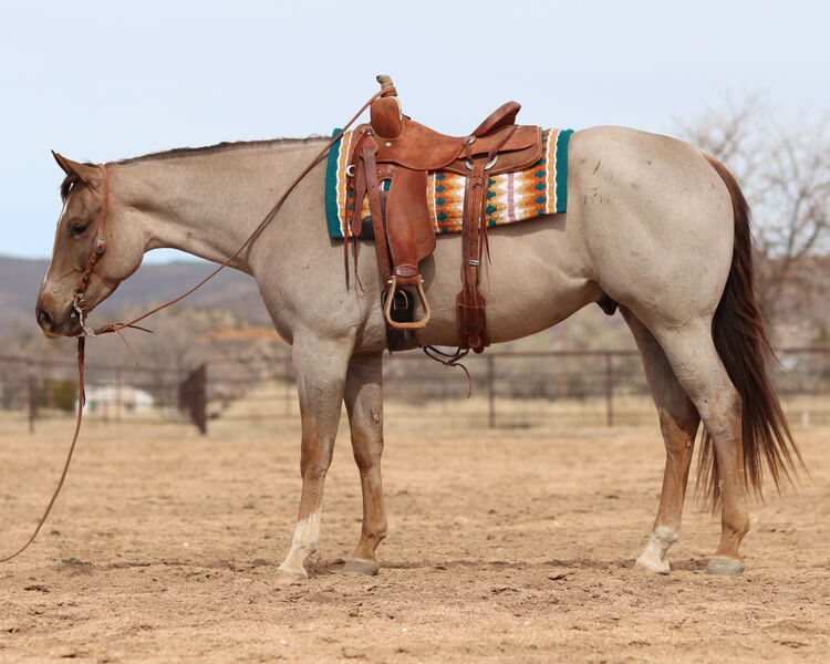 **VIDEO** 16.1 Hand AQHA Red Roan Gelding All-Around Show/Arena/Trail