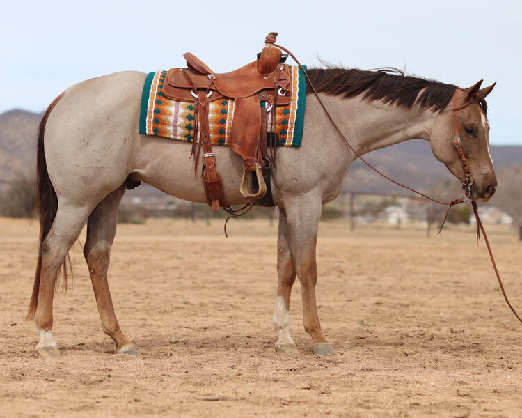 **VIDEO** 16.1 Hand AQHA Red Roan Gelding All-Around Show/Arena/Trail