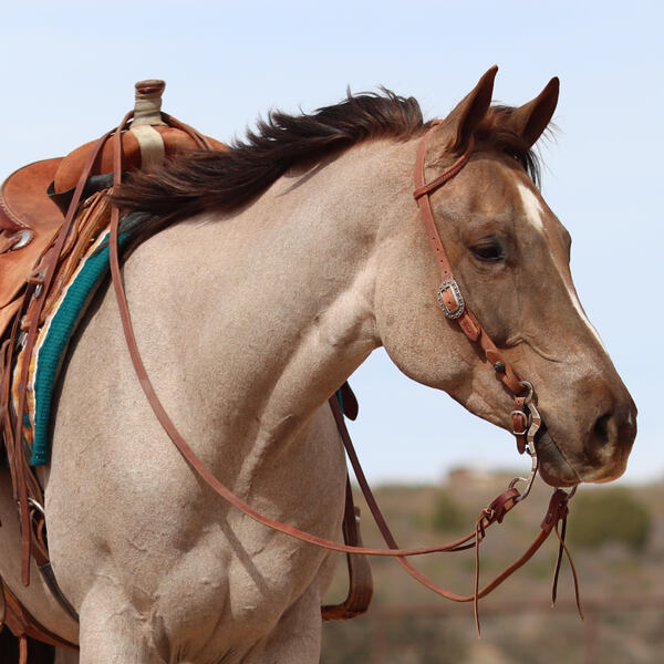 **VIDEO** 16.1 Hand AQHA Red Roan Gelding All-Around Show/Arena/Trail
