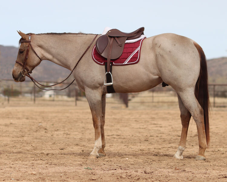 **VIDEO** 16.1 Hand AQHA Red Roan Gelding All-Around Show/Arena/Trail
