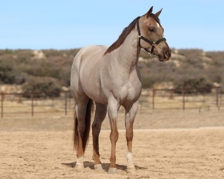 **VIDEO** 16.1 Hand AQHA Red Roan Gelding All-Around Show/Arena/Trail