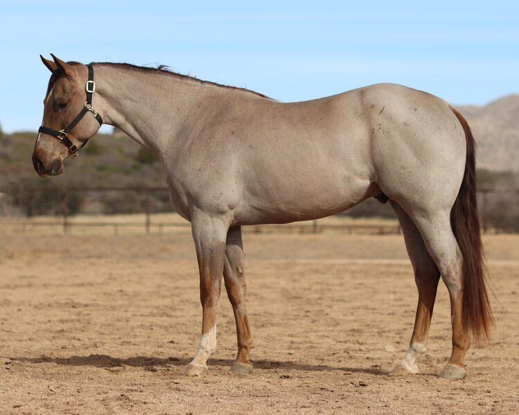 **VIDEO** 16.1 Hand AQHA Red Roan Gelding All-Around Show/Arena/Trail