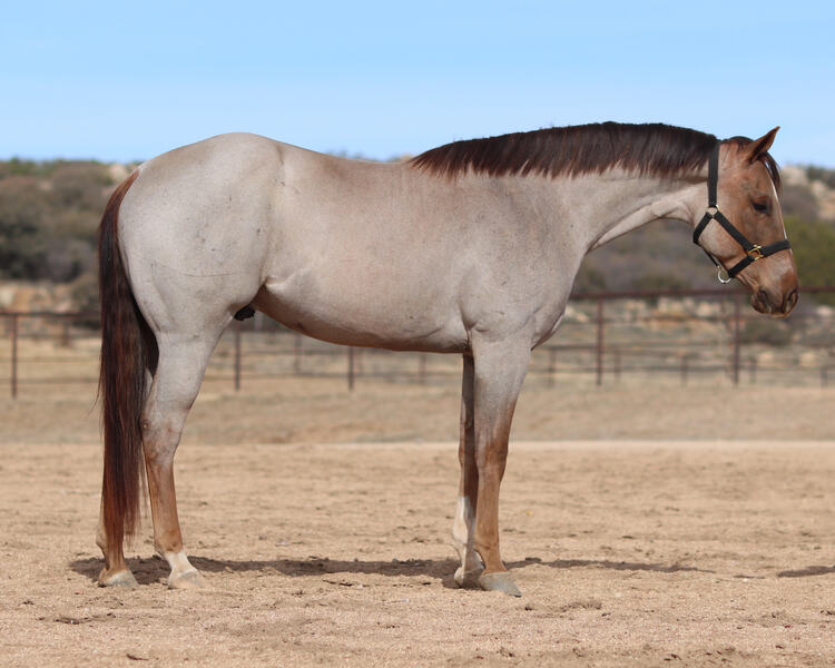 **VIDEO** 16.1 Hand AQHA Red Roan Gelding All-Around Show/Arena/Trail