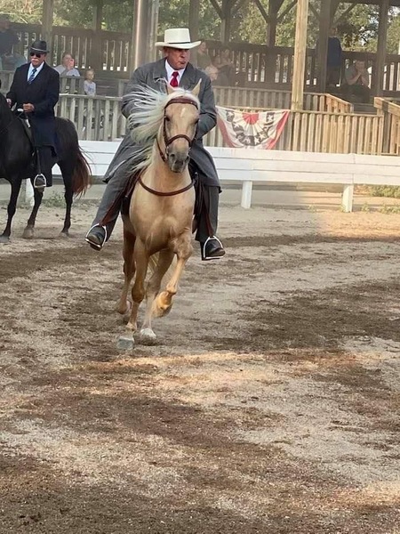 Seasoned Palomino Stallion/Show Horse 