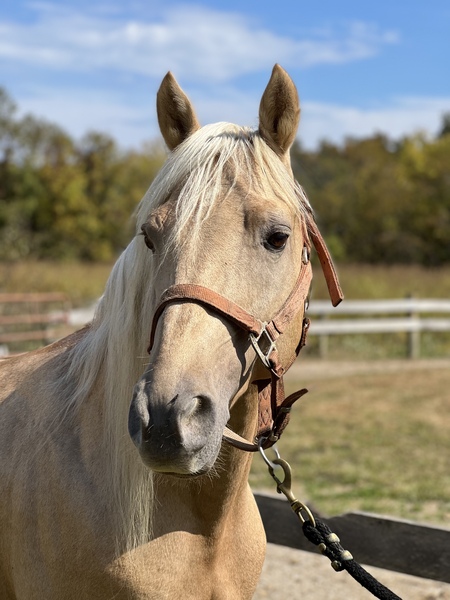 Seasoned Palomino Stallion/Show Horse 