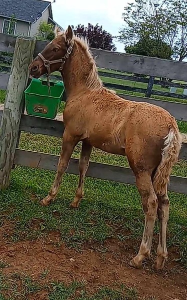Stunning Well Bred Weanling Colt 