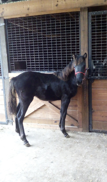 Well Bred Black Yearling Filly 