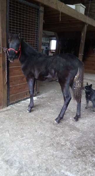 Well Bred Black Yearling Filly 
