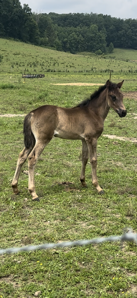 Well Bred Black Weanling Filly 