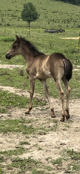 Well Bred Black Weanling Filly 