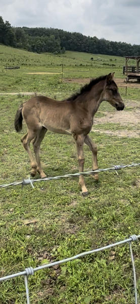 Well Bred Black Weanling Filly 