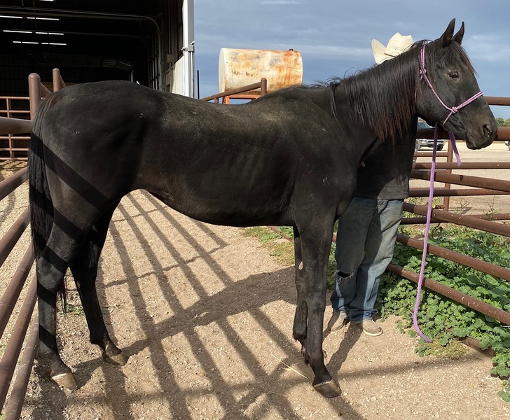 4972 Easy Going Black Mare APPROX 1820YO For Sale in Goodhue