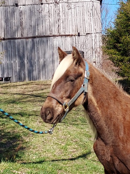 Gorgeous Well Bred Sweet 2 Year Old Gelding 