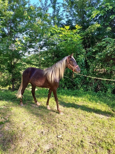 Gorgeous Well Bred Sweet 2 1/2 Year Old Gelding 