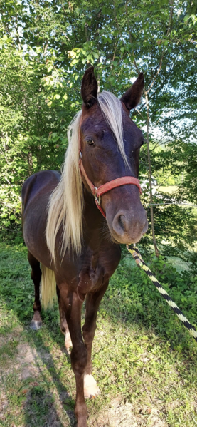 Gorgeous Well Bred Sweet 2 1/2 Year Old Gelding 