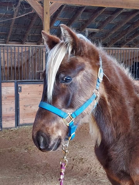 Gorgeous Well Bred Sweet 2 Year Old Gelding 