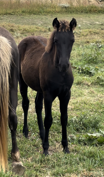 Solid Black Beautiful Weanling Filly 